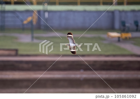 Animal Nacunda Nighthawk in fly 105861092
