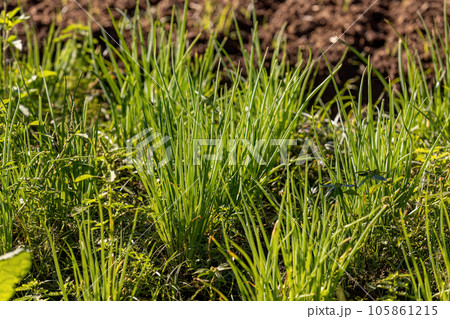 Welsh Onion Plant 105861215