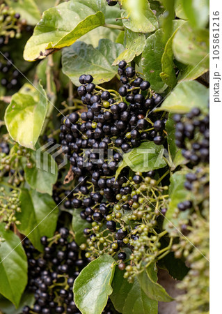 Possum Grape Fruiting Plant 105861216