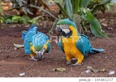Adult Blue-and-yellow Macaw Adult Blue-and-yellow Macaw 105861217