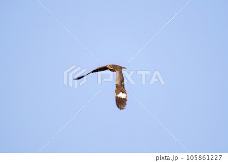 Animal Nacunda Nighthawk in fly 105861227