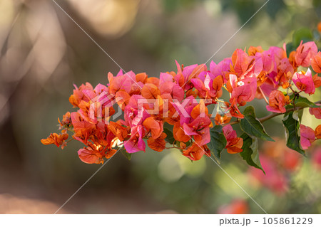 ornamental plant flowers ornamental plant flowers 105861229