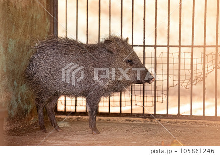 Animal Collared Peccary Animal Collared Peccary 105861246