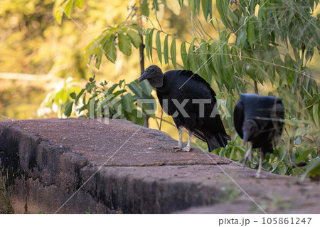 Animal Black Vulture 105861247