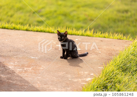 abandoned cat mammal feline animal abandoned cat mammal feline animal 105861248