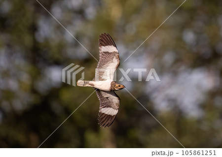 Animal Nacunda Nighthawk in fly 105861251