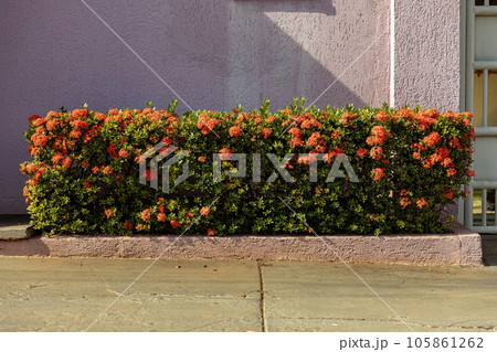 Red Jungle Flame Plant Flower 105861262