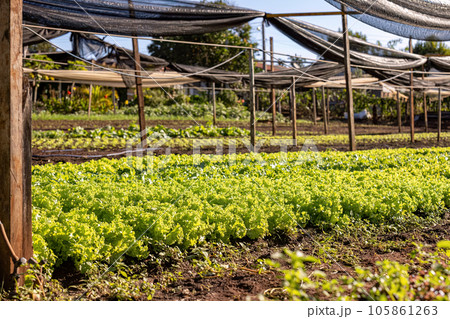 plant lettuce vegetable 105861263