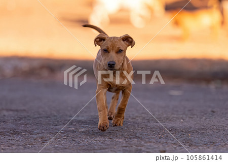 animal mammal dog in the street animal mammal dog in the street 105861414