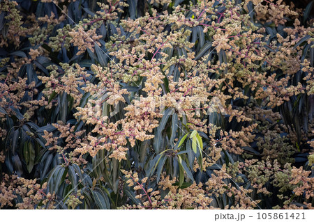 flowering branches of the mango 105861421