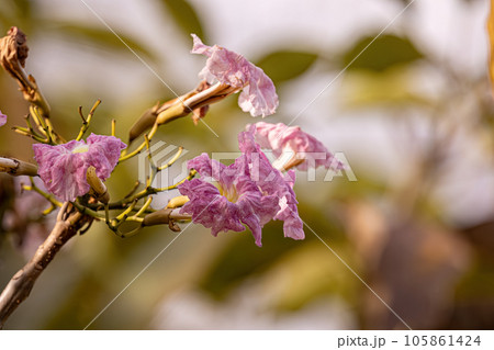 Pink Ipe Flowering Tree 105861424