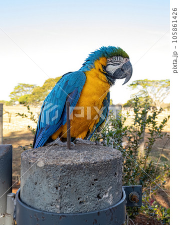 Adult Blue-and-yellow Macaw 105861426
