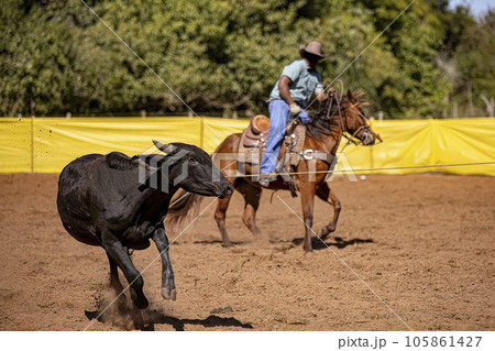 cow roping in equestrian sport of team roping cow roping in equestrian sport of team roping 105861427