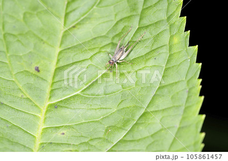 ウスグモスズ 105861457