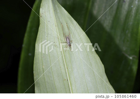 ウスグモスズ 105861460