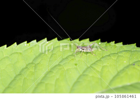 ウスグモスズ ウスグモスズ 105861461