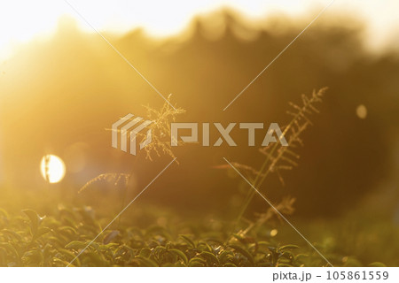 Green tea tree leaves camellia sinensis in organic farm sunlight. Fresh young tender bud herbal farm on summer morning. Sunlight Green tea tree plant. Close up Tree tea plant green nature in morning Green tea tree leaves camellia sinensis in organic farm sunlight. Fresh young tender bud herbal farm on summer morning. Sunlight Green tea tree plant. Close up Tree tea plant green nature in morning 105861559