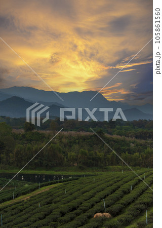 Vertical Green tea tree leaves field Fresh young tender bud herbal in farm on summer morning. Sunlight Green tea tree camellia sinensis in organic farm. Vertical Tree tea plant green nature farmland Vertical Green tea tree leaves field Fresh young tender bud herbal in farm on summer morning. Sunlight Green tea tree camellia sinensis in organic farm. Vertical Tree tea plant green nature farmland 105861560