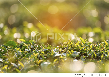 Green tea tree leaves field Fresh young tender bud herbal in farm on summer morning. Sunlight Green tea tree plant camellia sinensis in organic farm. Close up Tree tea plant green nature in morning Green tea tree leaves field Fresh young tender bud herbal in farm on summer morning. Sunlight Green tea tree plant camellia sinensis in organic farm. Close up Tree tea plant green nature in morning 105861561