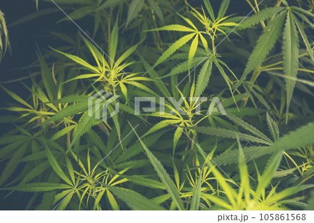 Green Marijuana tree cannabis plant narcotic herbal in greenhouse. Hemp leaf made cannabis crude oil at medicine farm. CBC, THC herb agriculture by Weed leaf Drug and medicine healthcare concept Green Marijuana tree cannabis plant narcotic herbal in greenhouse. Hemp leaf made cannabis crude oil at medicine farm. CBC, THC herb agriculture by Weed leaf Drug and medicine healthcare concept 105861568