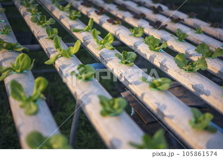 Salad farm vegetable green oak lettuce. Close up fresh organic hydroponic vegetable plantation produce green salad hydroponic cultivate farm. Green oak lettuce salad in green Organic plantation Farm 105861574
