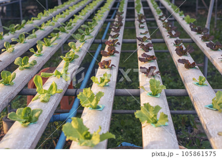 Salad farm vegetable red oak lettuce. Close up fresh organic hydroponic vegetable plantation produce red green salad hydroponic cultivate farm. Red oak lettuce salad in green Organic plantation Farm. 105861575