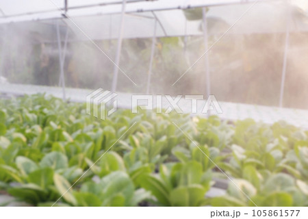 Salad farm vegetable green oak lettuce. Close up fresh organic hydroponic vegetable plantation produce green salad hydroponic cultivate farm. Green oak lettuce salad in green Organic plantation Farm 105861577