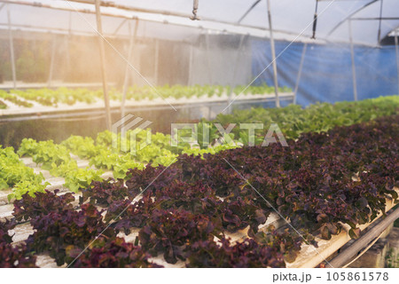 Salad farm vegetable red oak lettuce. Close up fresh organic hydroponic vegetable plantation produce red green salad hydroponic cultivate farm. Red oak lettuce salad in green Organic plantation Farm. 105861578