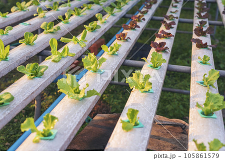 Salad farm vegetable red oak lettuce. Close up fresh organic hydroponic vegetable plantation produce red green salad hydroponic cultivate farm. Red oak lettuce salad in green Organic plantation Farm. 105861579