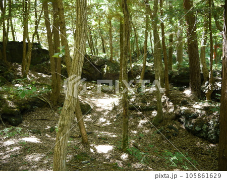 鳴沢溶岩樹型（特別天然記念物） 105861629