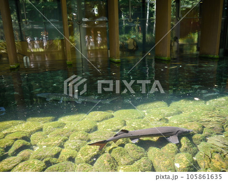 さかな公園(富士湧水の里水族館) さかな公園(富士湧水の里水族館) 105861635