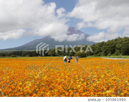 山中湖花の都公園 キバナコスモスと富士山 山中湖花の都公園 キバナコスモスと富士山 105861980