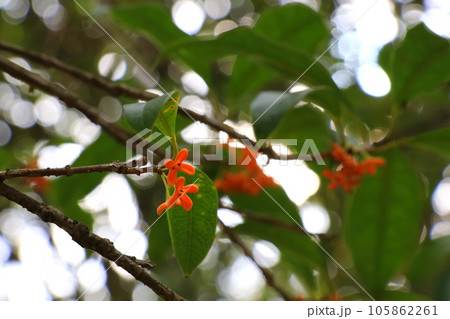 キンモクセイの花 キンモクセイの花 105862261