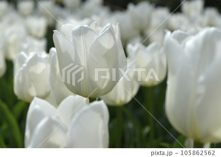 白いチューリップ 105862562