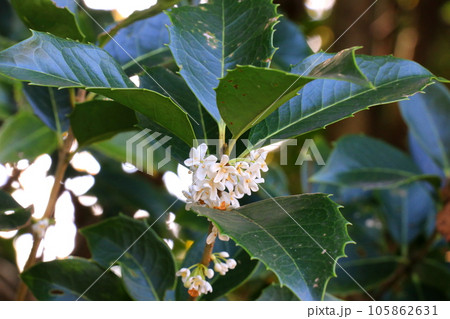 白いヒラギモクセイの花 105862631
