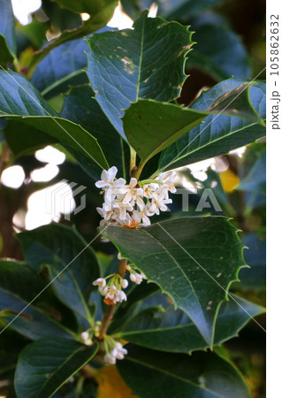 白いヒラギモクセイの花 白いヒラギモクセイの花 105862632