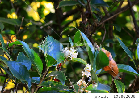 白いヒラギモクセイの花 105862639