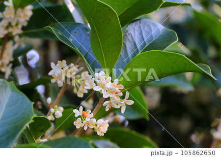 白いヒラギモクセイの花 105862650