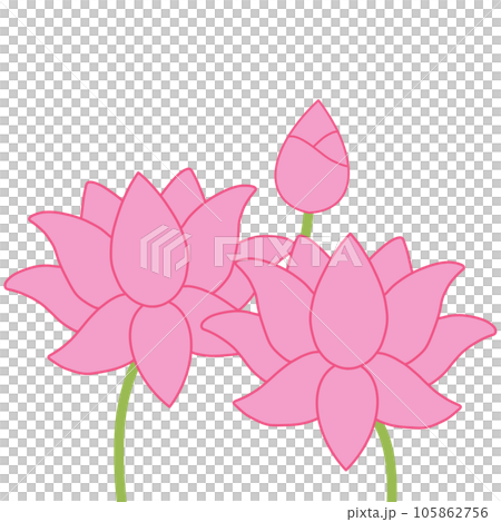 Pink Lotus Flower Pink Lotus Flower 105862756