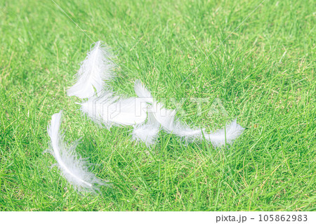 芝生の上に舞う白い羽根 芝生の上に舞う白い羽根 105862983