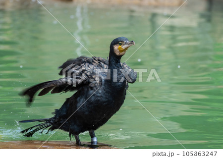 カワウ　天王寺動物園　鳥の楽園 105863247