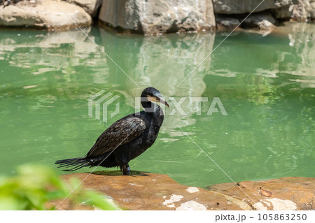 カワウ　天王寺動物園　鳥の楽園 105863250