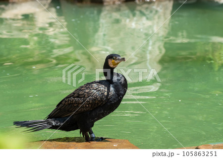 カワウ　天王寺動物園　鳥の楽園 105863251