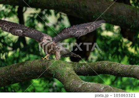 オオタカの幼鳥 ～幼いけどカッコいい～ 105863321
