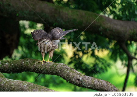 オオタカの幼鳥 ～幼いけどカッコいい～ 105863339