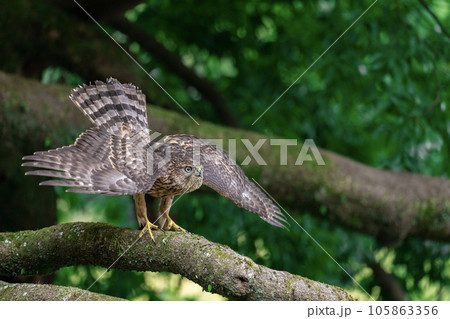 オオタカの幼鳥 ～幼いけどカッコいい～ 105863356