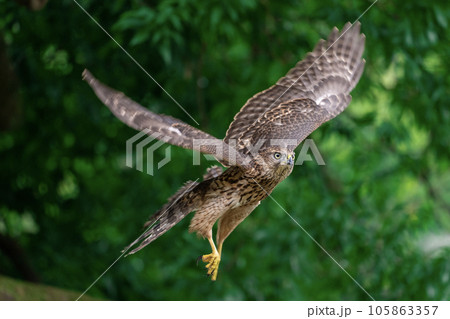 オオタカの幼鳥 ～幼いけどカッコいい～ 105863357