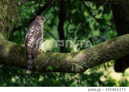 オオタカの幼鳥 ～幼いけどカッコいい～ 105863373