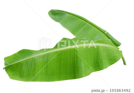 Banana leaf isolated on white background 105863492