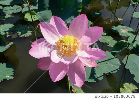ハスの花 ハスの花 105863679